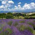 la lavanda a Montefollonico